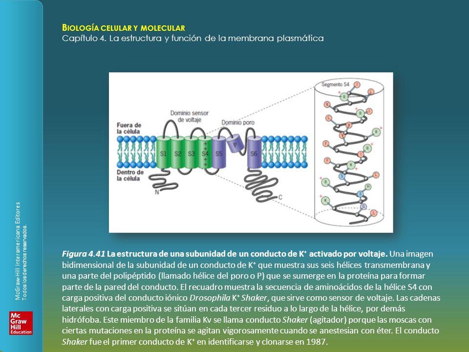 Figura 4.41 La estructura de una subunidad de un conducto de K+ activado por voltaje.