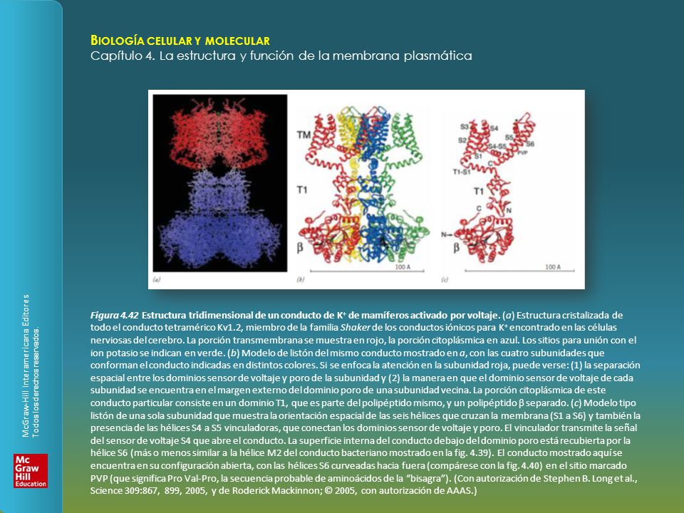 Figura 4.42 Estructura tridimensional de un conducto de K+ de mamíferos activado por voltaje.