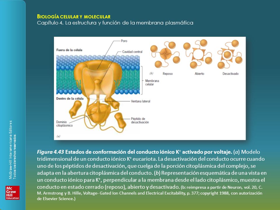 Figura 4.43 Estados de conformación del conducto iónico K+ activado por voltaje.