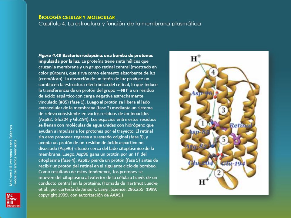 Figura 4.48 Bacteriorrodopsina: una bomba de protones impulsada por la luz.