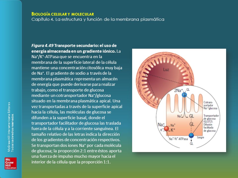 Figura 4.49 Transporte secundario: el uso de energía almacenada en un gradiente iónico.