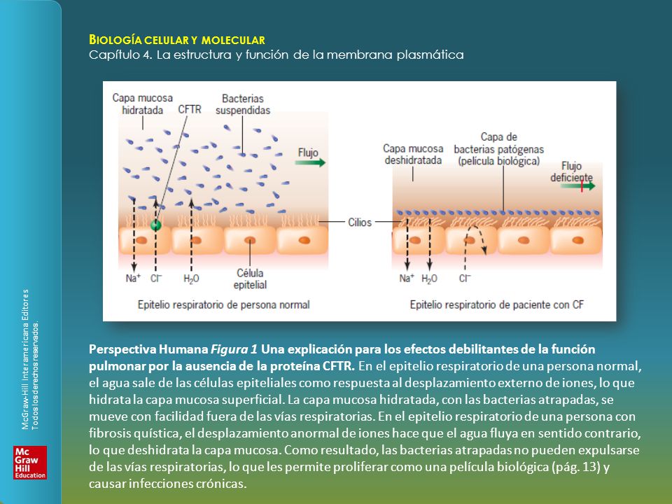 Perspectiva Humana Figura 1 Una explicación para los efectos debilitantes de la función pulmonar por la ausencia de la proteína CFTR.