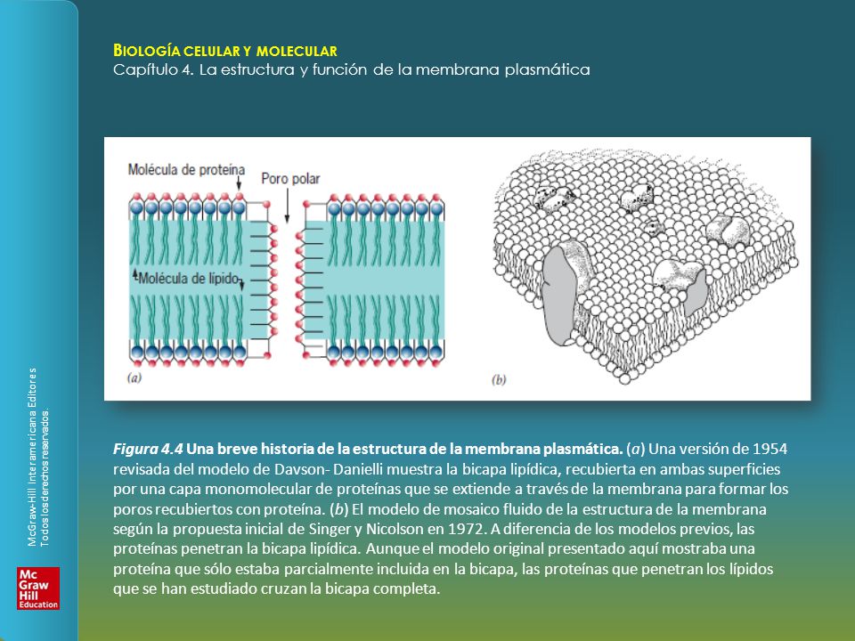 Figura 4.4 Una breve historia de la estructura de la membrana plasmática.