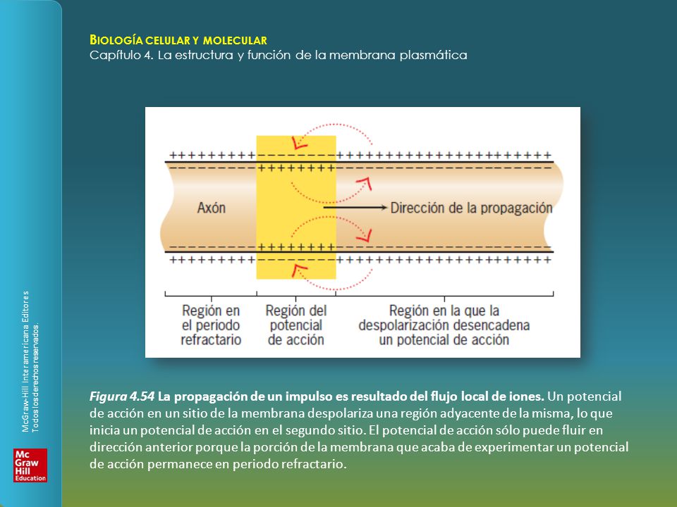 Figura 4.54 La propagación de un impulso es resultado del flujo local de iones.