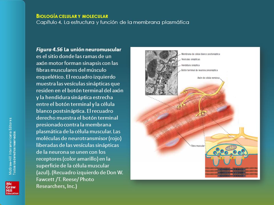 Figura 4.56 La unión neuromuscular es el sitio donde las ramas de un axón motor forman sinapsis con las fibras musculares del músculo esquelético.