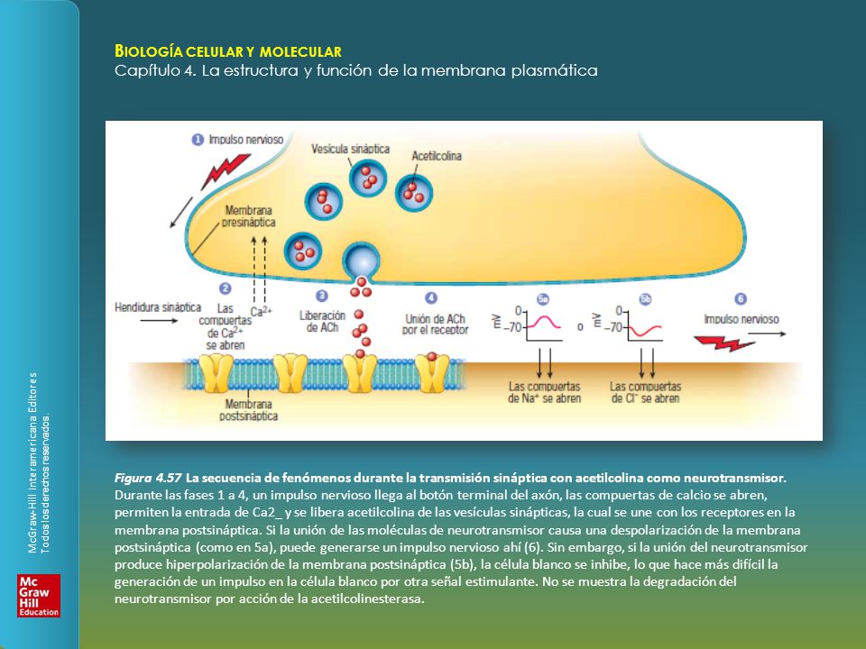 Figura 4.57 La secuencia de fenómenos durante la transmisión sináptica con acetilcolina como neurotransmisor.