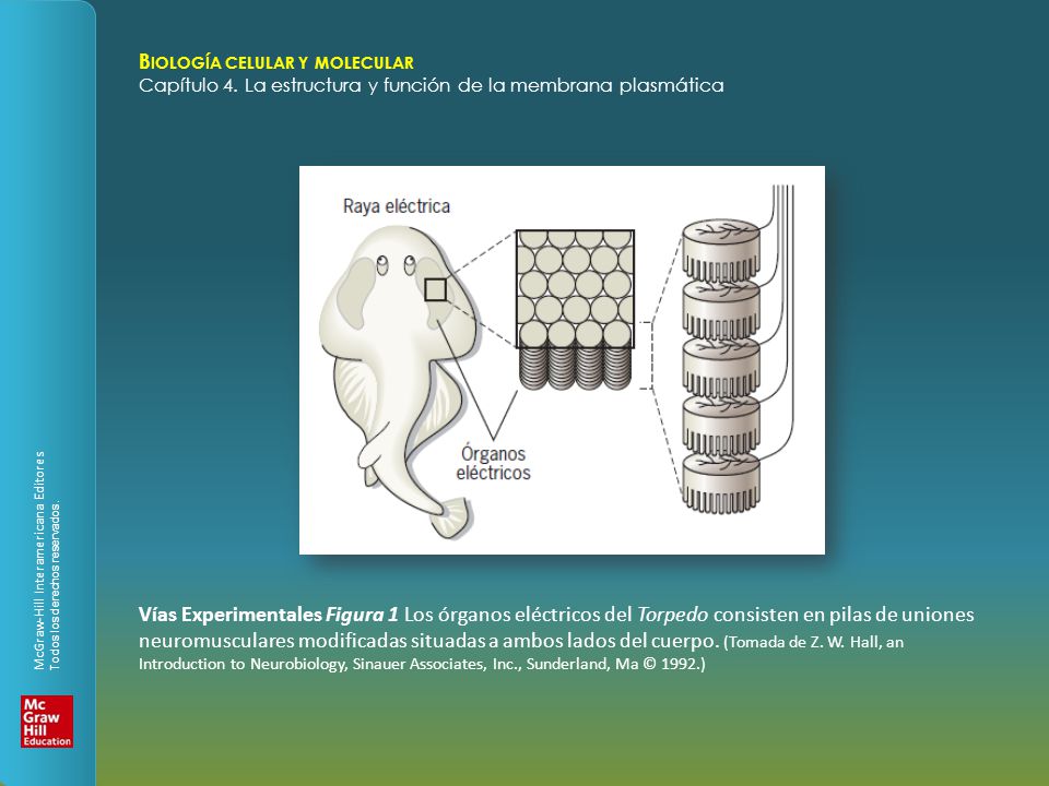 Vías Experimentales Figura 1 Los órganos eléctricos del Torpedo consisten en pilas de uniones neuromusculares modificadas situadas a ambos lados del cuerpo.