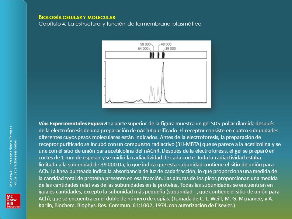 Vías Experimentales Figura 3 La parte superior de la figura muestra un gel SDS-poliacrilamida después de la electroforesis de una preparación de nAChR purificado.