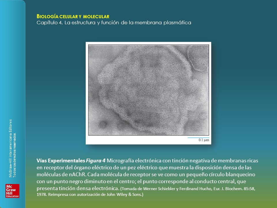 Vías Experimentales Figura 4 Micrografía electrónica con tinción negativa de membranas ricas en receptor del órgano eléctrico de un pez eléctrico que muestra la disposición densa de las moléculas de nAChR.