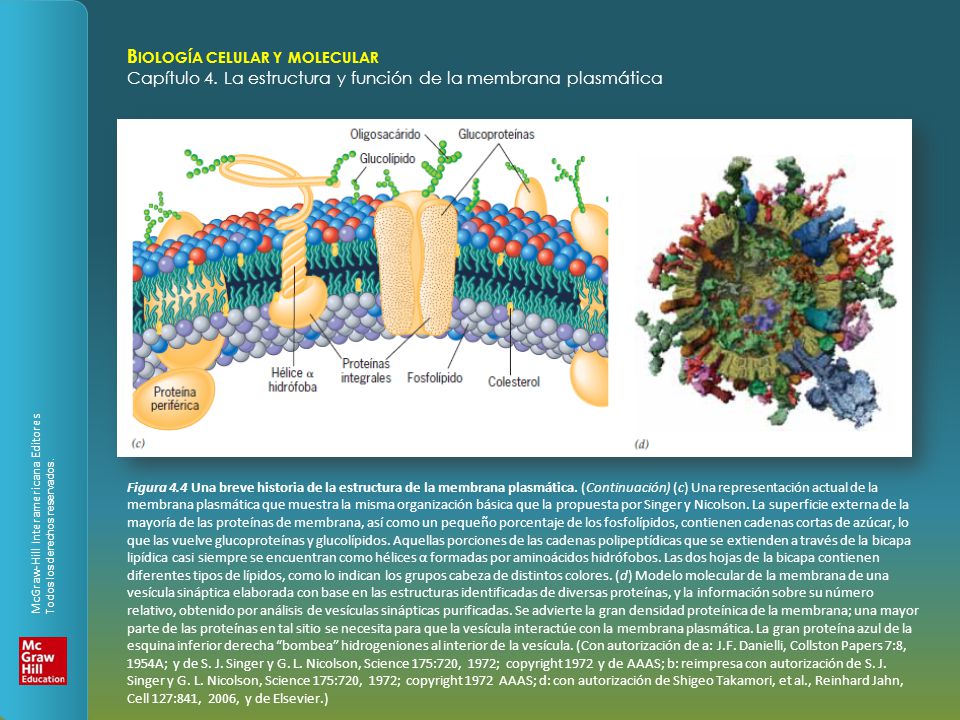 Figura 4.4 Una breve historia de la estructura de la membrana plasmática.