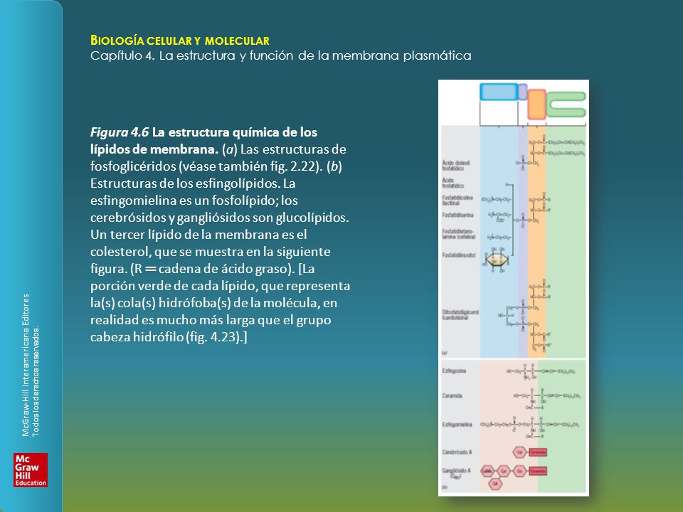Figura 4. 6 La estructura química de los lípidos de membrana