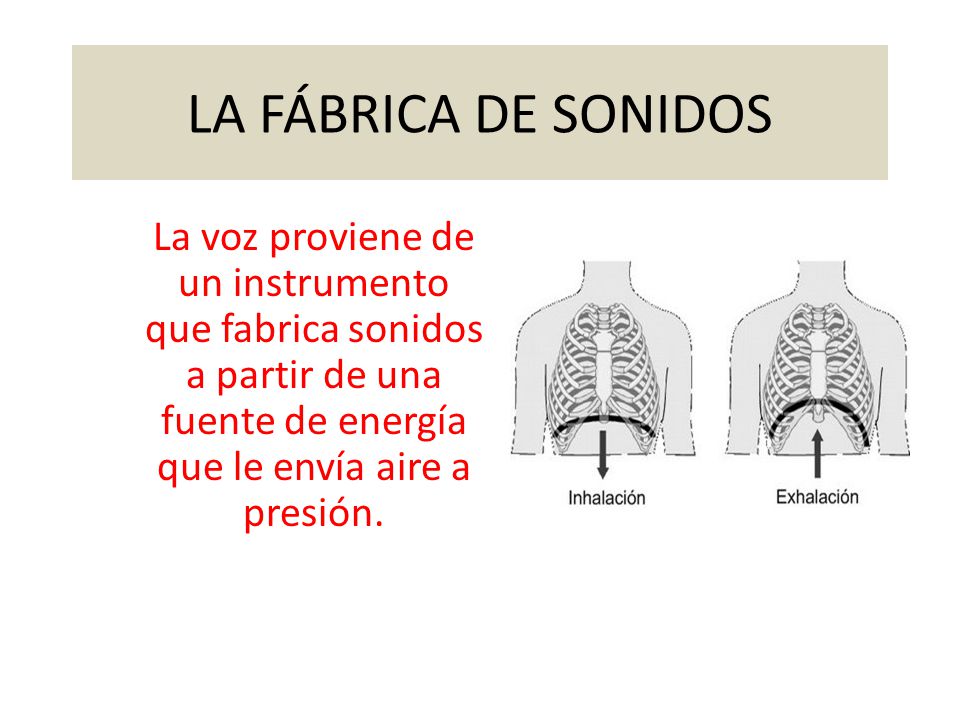 LA FÁBRICA DE SONIDOS La voz proviene de un instrumento que fabrica sonidos a partir de una fuente de energía que le envía aire a presión.