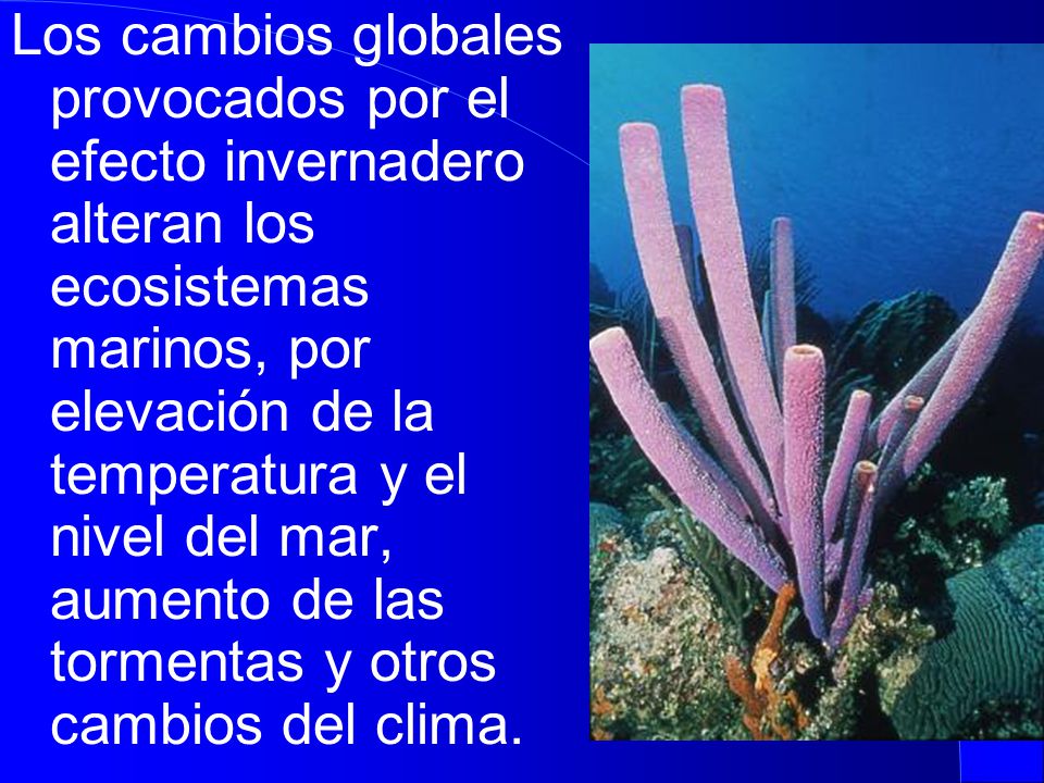 Los cambios globales provocados por el efecto invernadero alteran los ecosistemas marinos, por elevación de la temperatura y el nivel del mar, aumento de las tormentas y otros cambios del clima.