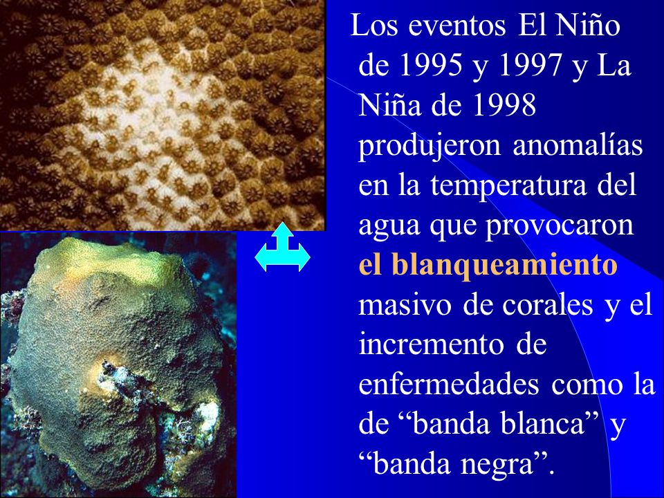 Los eventos El Niño de 1995 y 1997 y La Niña de 1998 produjeron anomalías en la temperatura del agua que provocaron el blanqueamiento masivo de corales y el incremento de enfermedades como la de banda blanca y banda negra .