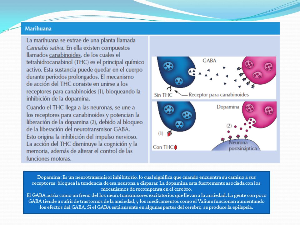 Dopamina: Es un neurotransmisor inhibitorio, lo cual significa que cuando encuentra su camino a sus receptores, bloquea la tendencia de esa neurona a disparar. La dopamina esta fuertemente asociada con los mecanismos de recompensa en el cerebro.