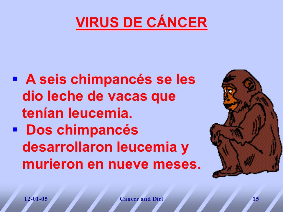A seis chimpancés se les dio leche de vacas que tenían leucemia.