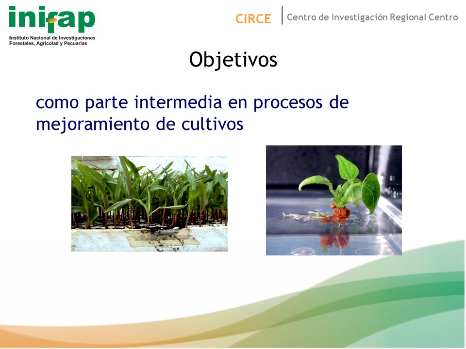 Objetivos como parte intermedia en procesos de mejoramiento de cultivos 14