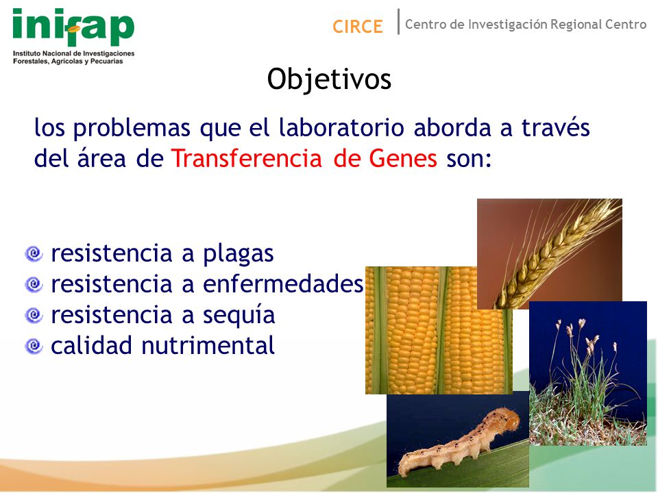 Objetivos los problemas que el laboratorio aborda a través del área de Transferencia de Genes son: resistencia a plagas.