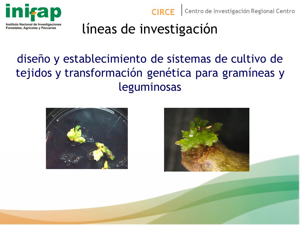 líneas de investigación