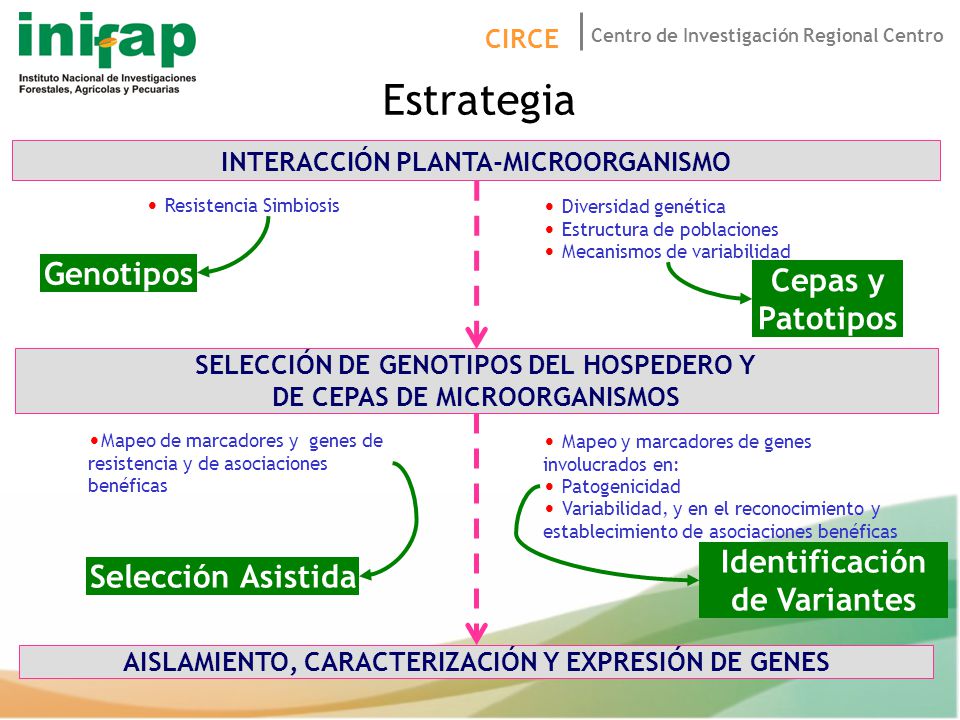Estrategia Genotipos Cepas y Patotipos Identificación de Variantes