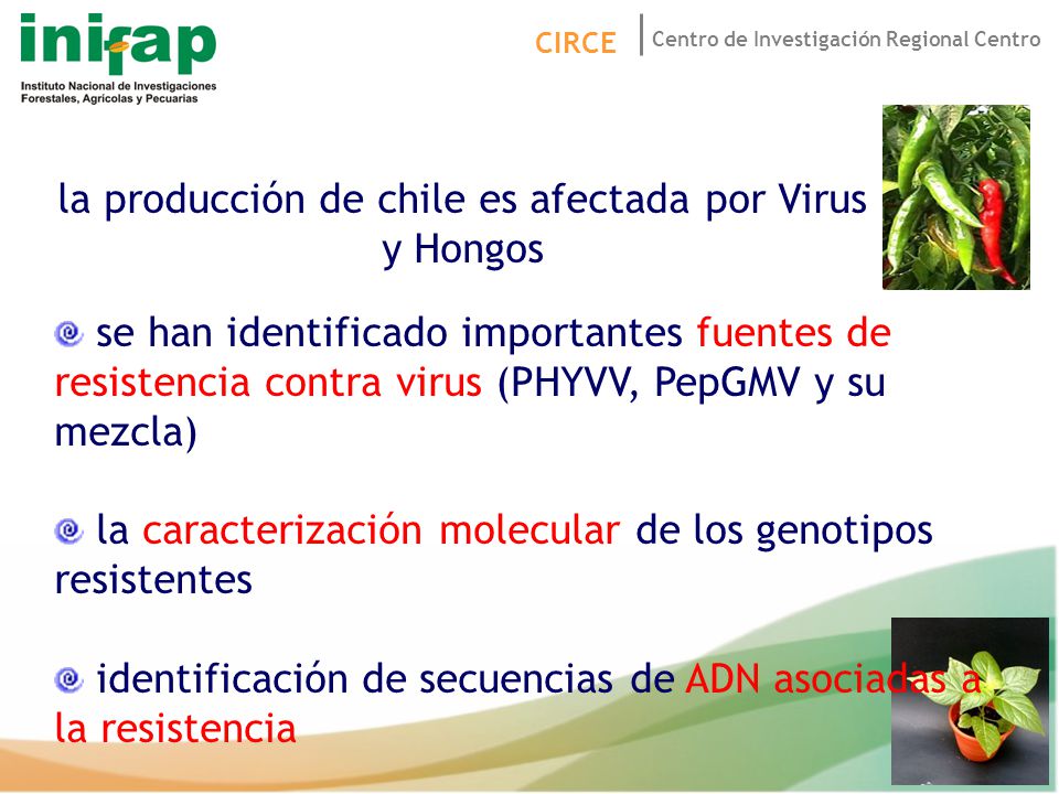 la producción de chile es afectada por Virus y Hongos