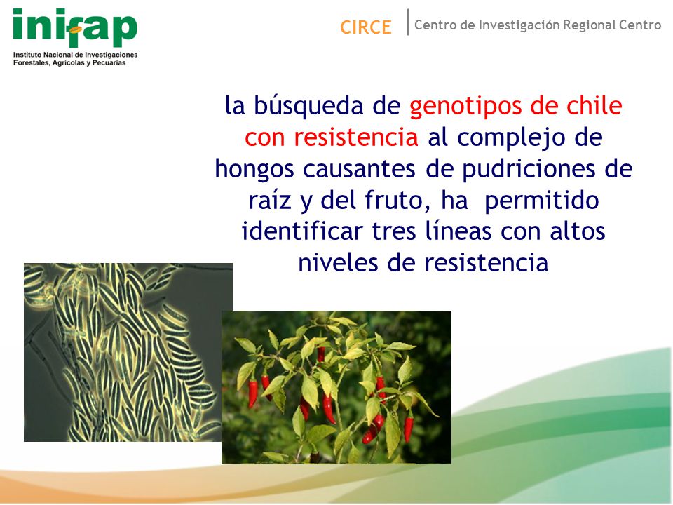 la búsqueda de genotipos de chile con resistencia al complejo de hongos causantes de pudriciones de raíz y del fruto, ha permitido identificar tres líneas con altos niveles de resistencia