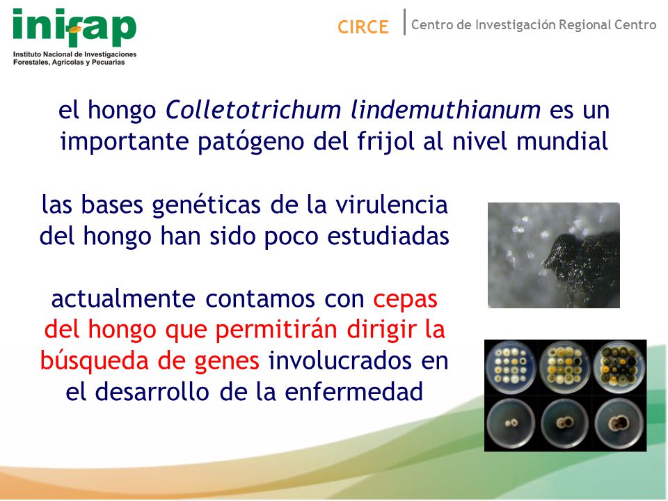 el hongo Colletotrichum lindemuthianum es un importante patógeno del frijol al nivel mundial