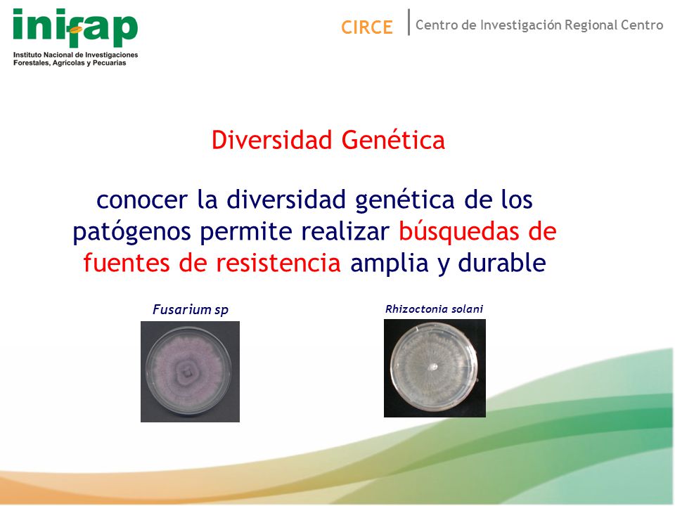 Diversidad Genética conocer la diversidad genética de los patógenos permite realizar búsquedas de fuentes de resistencia amplia y durable.