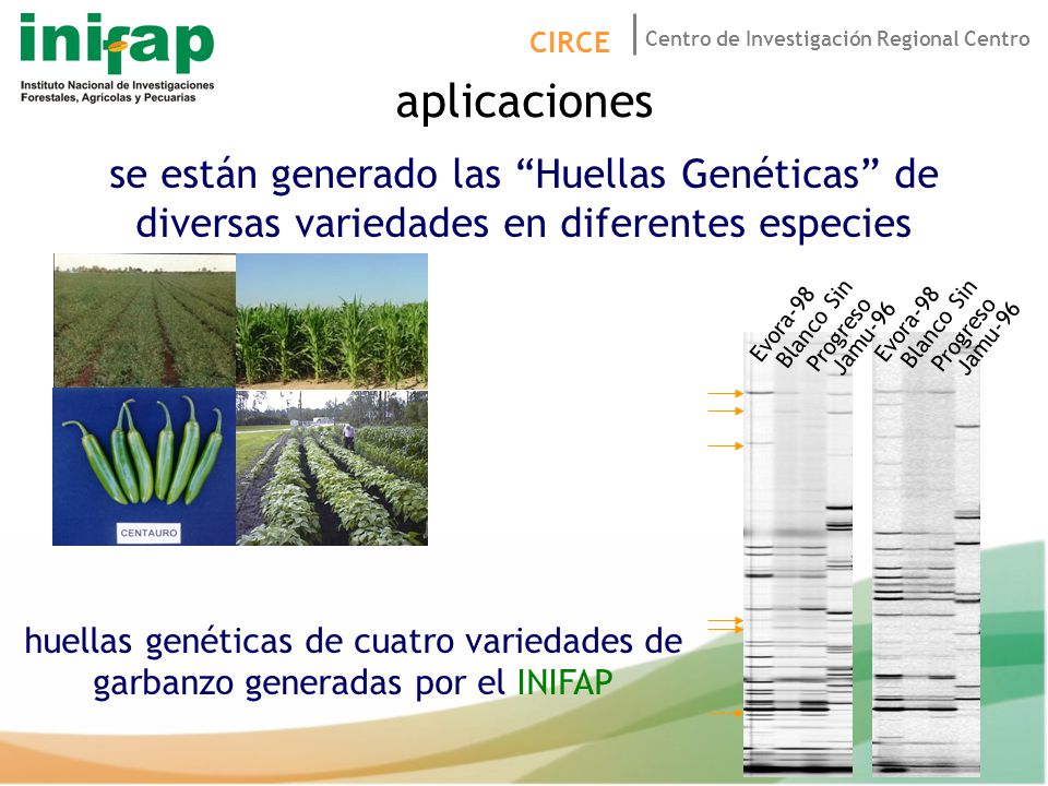 aplicaciones se están generado las Huellas Genéticas de diversas variedades en diferentes especies.