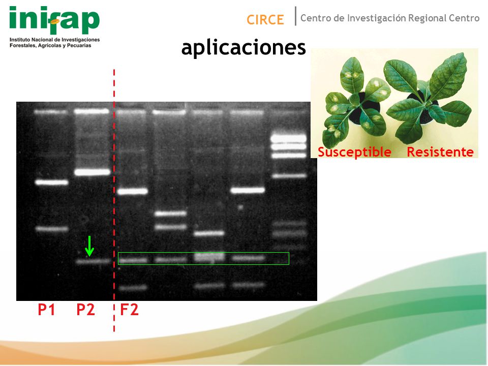 aplicaciones E S S S S S Susceptible Resistente P1 P2 F2 38