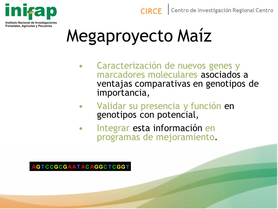 Megaproyecto Maíz Caracterización de nuevos genes y marcadores moleculares asociados a ventajas comparativas en genotipos de importancia,