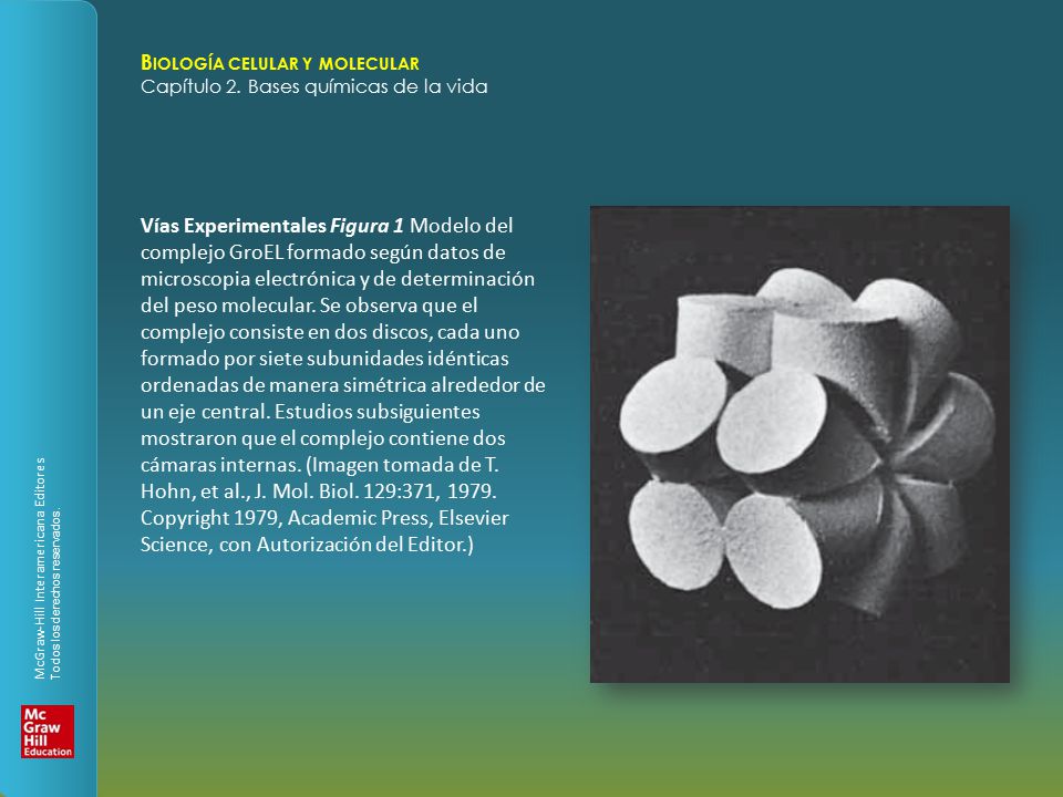 Vías Experimentales Figura 1 Modelo del complejo GroEL formado según datos de microscopia electrónica y de determinación del peso molecular.
