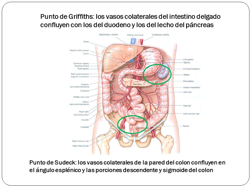 Punto de Griffiths: los vasos colaterales del intestino delgado confluyen con los del duodeno y los del lecho del páncreas