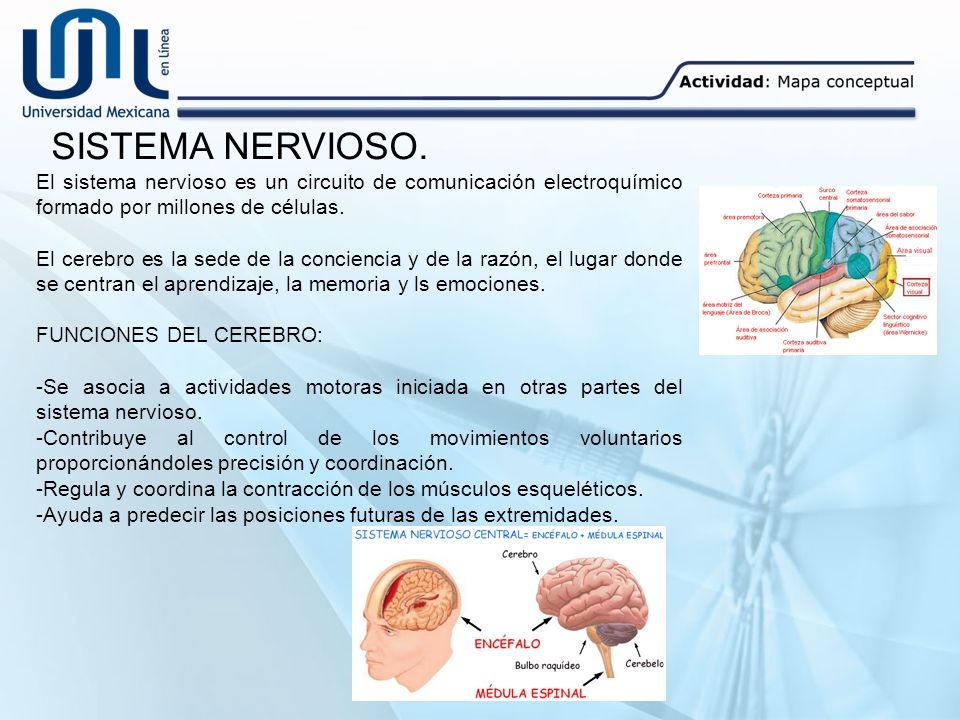 SISTEMA NERVIOSO. El sistema nervioso es un circuito de comunicación electroquímico formado por millones de células.