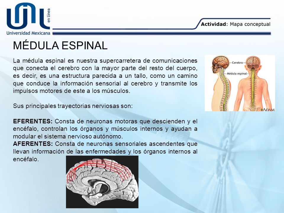 MÉDULA ESPINAL