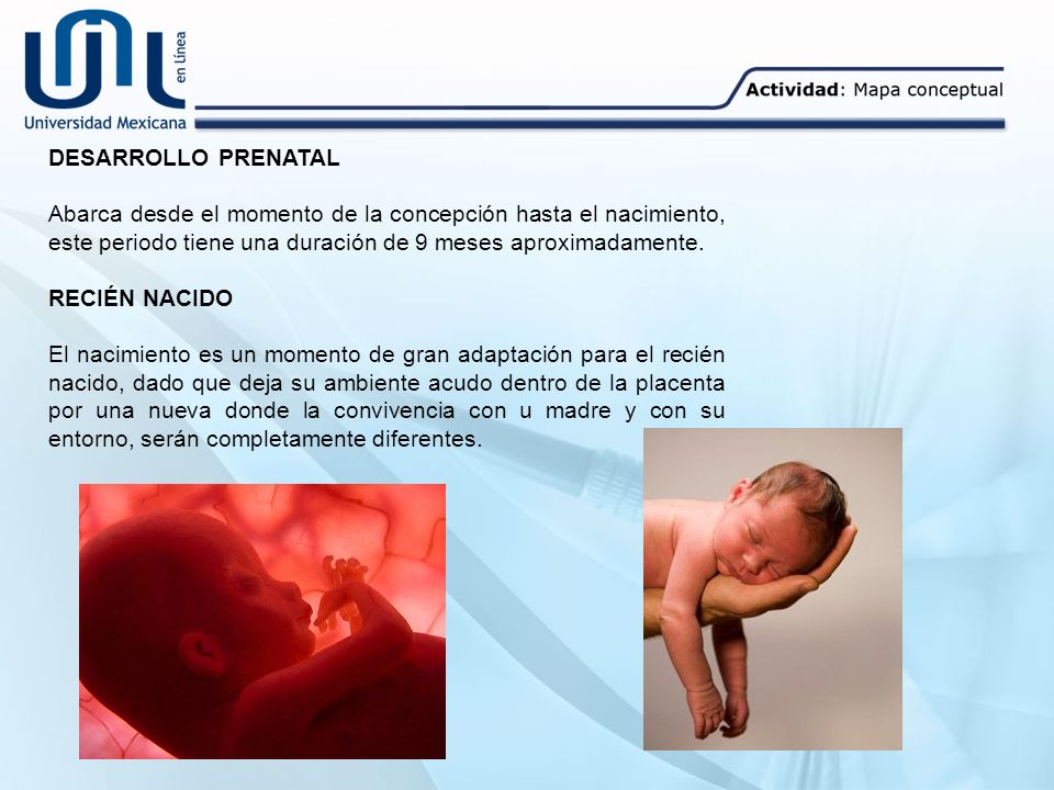 DESARROLLO PRENATAL Abarca desde el momento de la concepción hasta el nacimiento, este periodo tiene una duración de 9 meses aproximadamente.