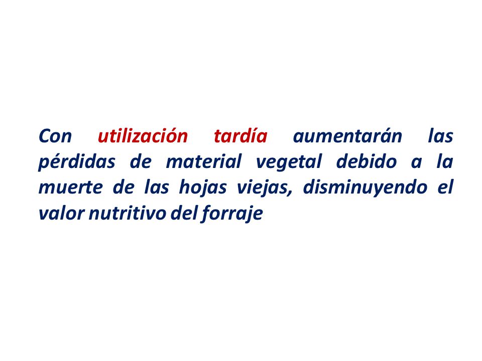 Con utilización tardía aumentarán las pérdidas de material vegetal debido a la muerte de las hojas viejas, disminuyendo el valor nutritivo del forraje