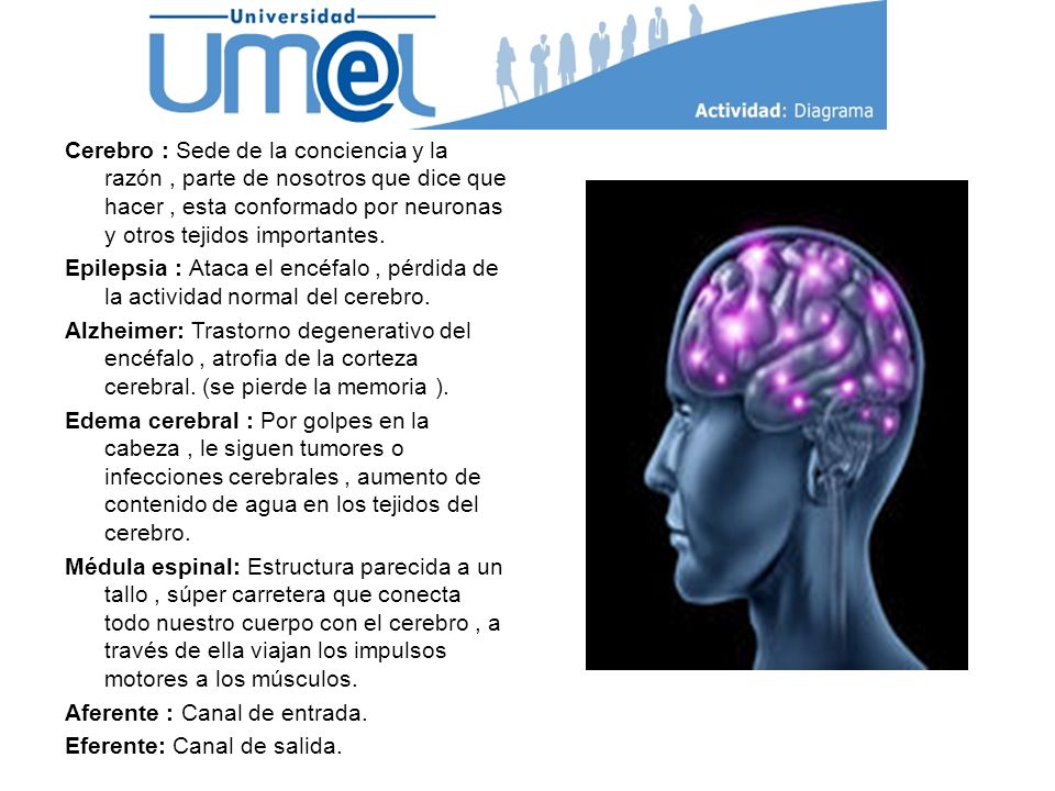 Cerebro : Sede de la conciencia y la razón , parte de nosotros que dice que hacer , esta conformado por neuronas y otros tejidos importantes.
