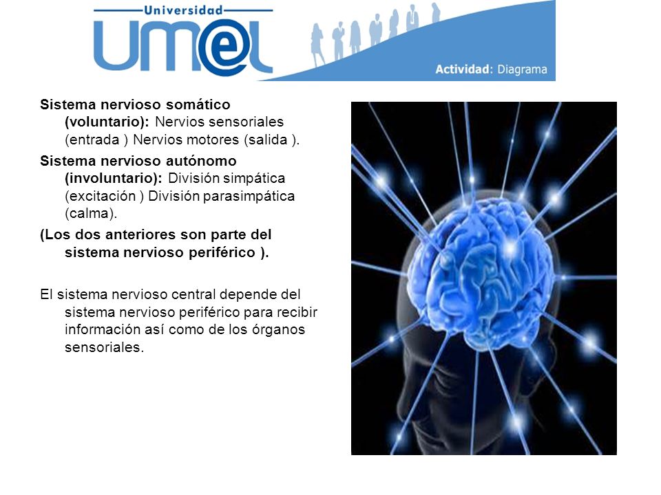 Sistema nervioso somático (voluntario): Nervios sensoriales (entrada ) Nervios motores (salida ).
