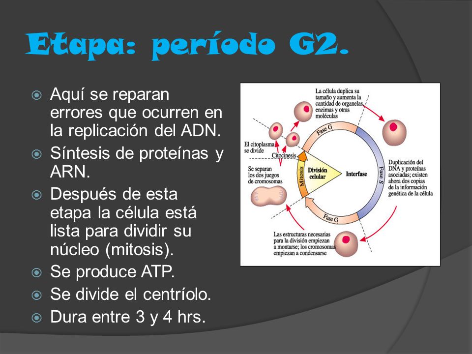 Etapa: período G2. Aquí se reparan errores que ocurren en la replicación del ADN. Síntesis de proteínas y ARN.