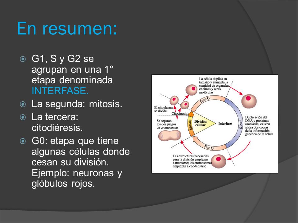 En resumen: G1, S y G2 se agrupan en una 1° etapa denominada INTERFASE. La segunda: mitosis. La tercera: citodiéresis.