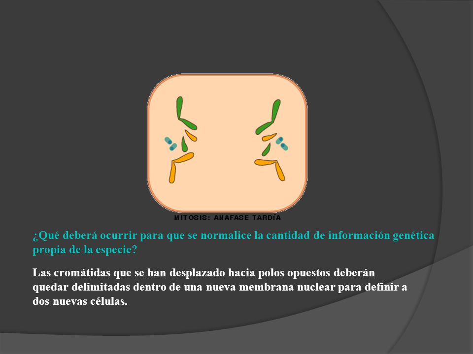 ¿Qué deberá ocurrir para que se normalice la cantidad de información genética propia de la especie