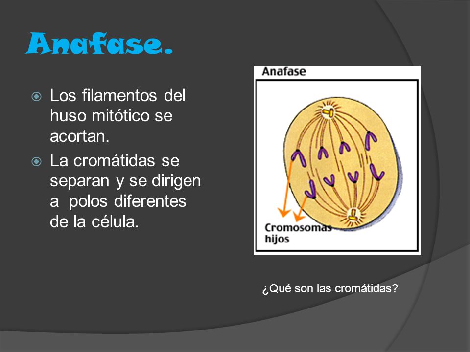 Anafase. Los filamentos del huso mitótico se acortan.
