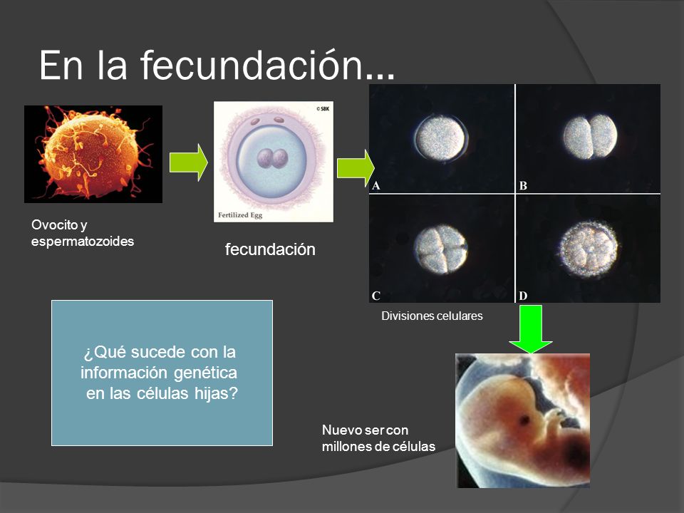 En la fecundación… fecundación ¿Qué sucede con la información genética