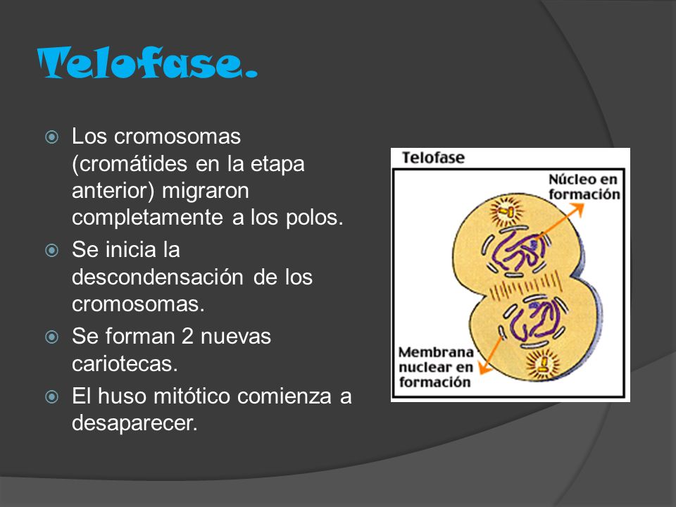 Telofase. Los cromosomas (cromátides en la etapa anterior) migraron completamente a los polos. Se inicia la descondensación de los cromosomas.