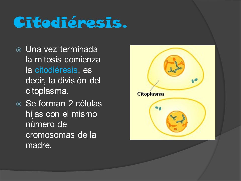 Citodiéresis. Una vez terminada la mitosis comienza la citodiéresis, es decir, la división del citoplasma.