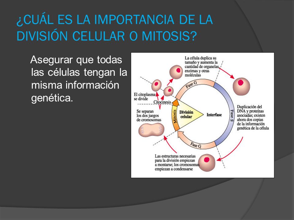 ¿CUÁL ES LA IMPORTANCIA DE LA DIVISIÓN CELULAR O MITOSIS