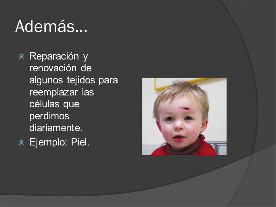 Además… Reparación y renovación de algunos tejidos para reemplazar las células que perdimos diariamente.