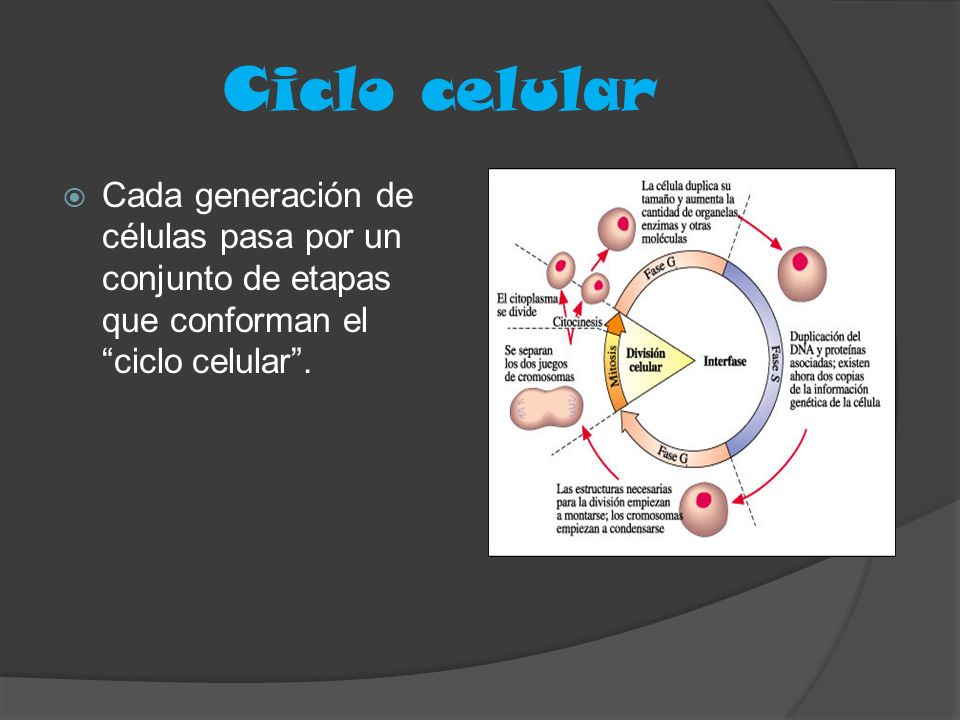 Ciclo celular Cada generación de células pasa por un conjunto de etapas que conforman el ciclo celular .