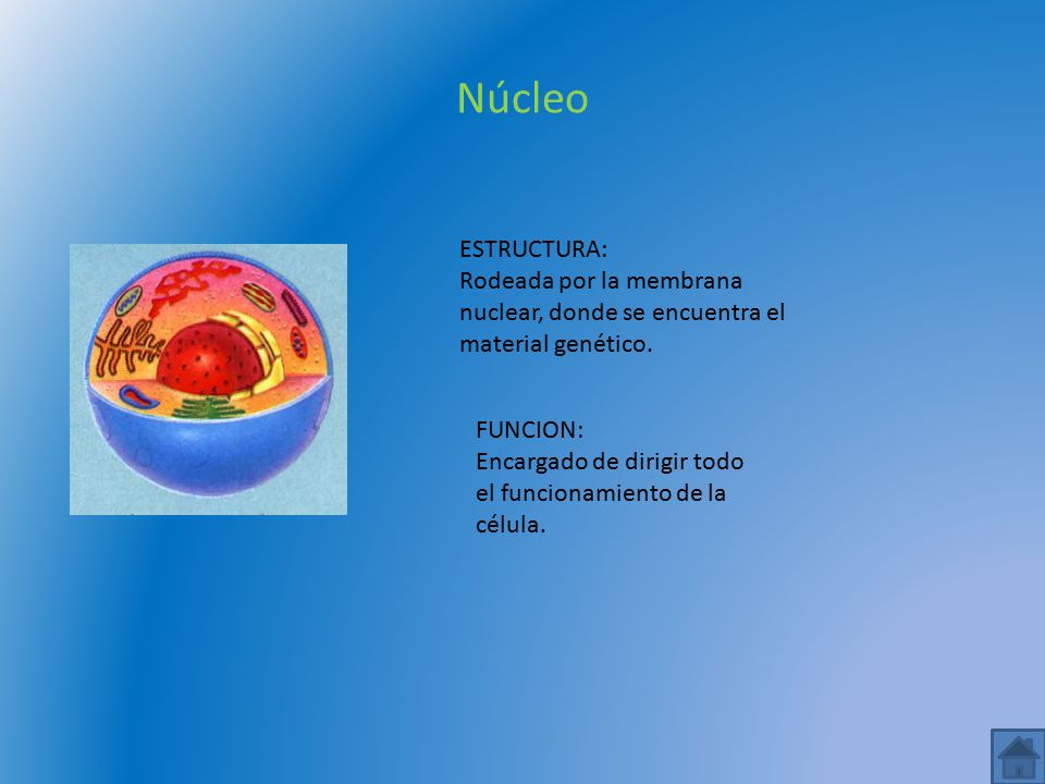 Núcleo ESTRUCTURA: Rodeada por la membrana nuclear, donde se encuentra el material genético.